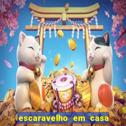 escaravelho em casa significado espiritual