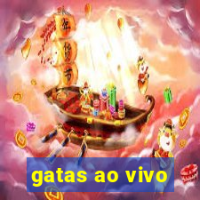 gatas ao vivo