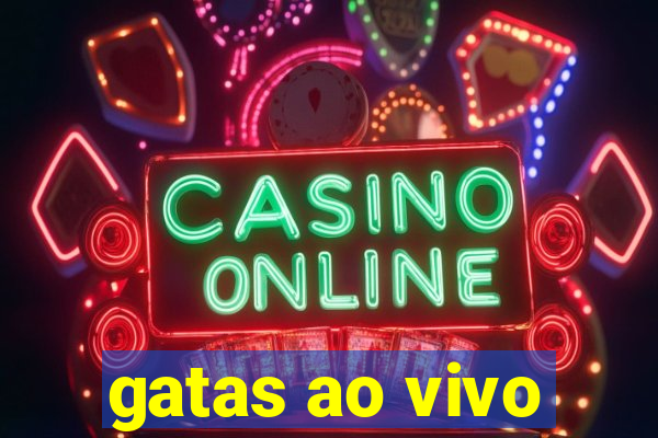 gatas ao vivo