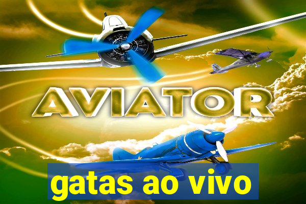 gatas ao vivo