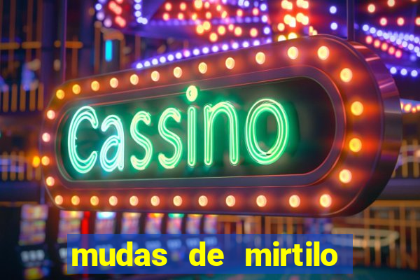 mudas de mirtilo em porto alegre