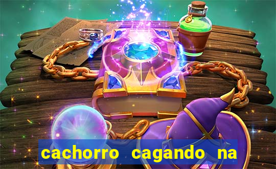 cachorro cagando na camisa do corinthians