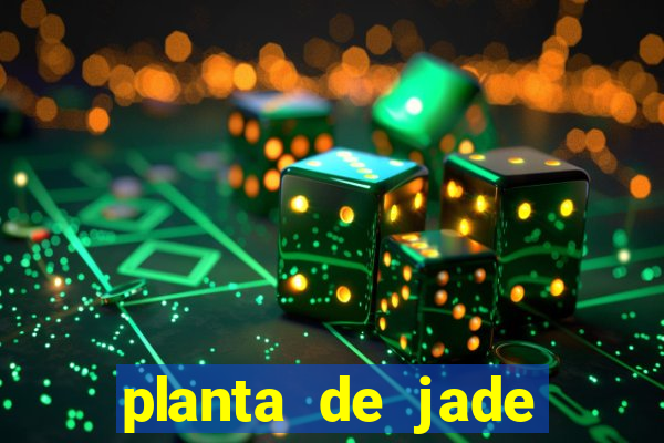 planta de jade significado espiritual